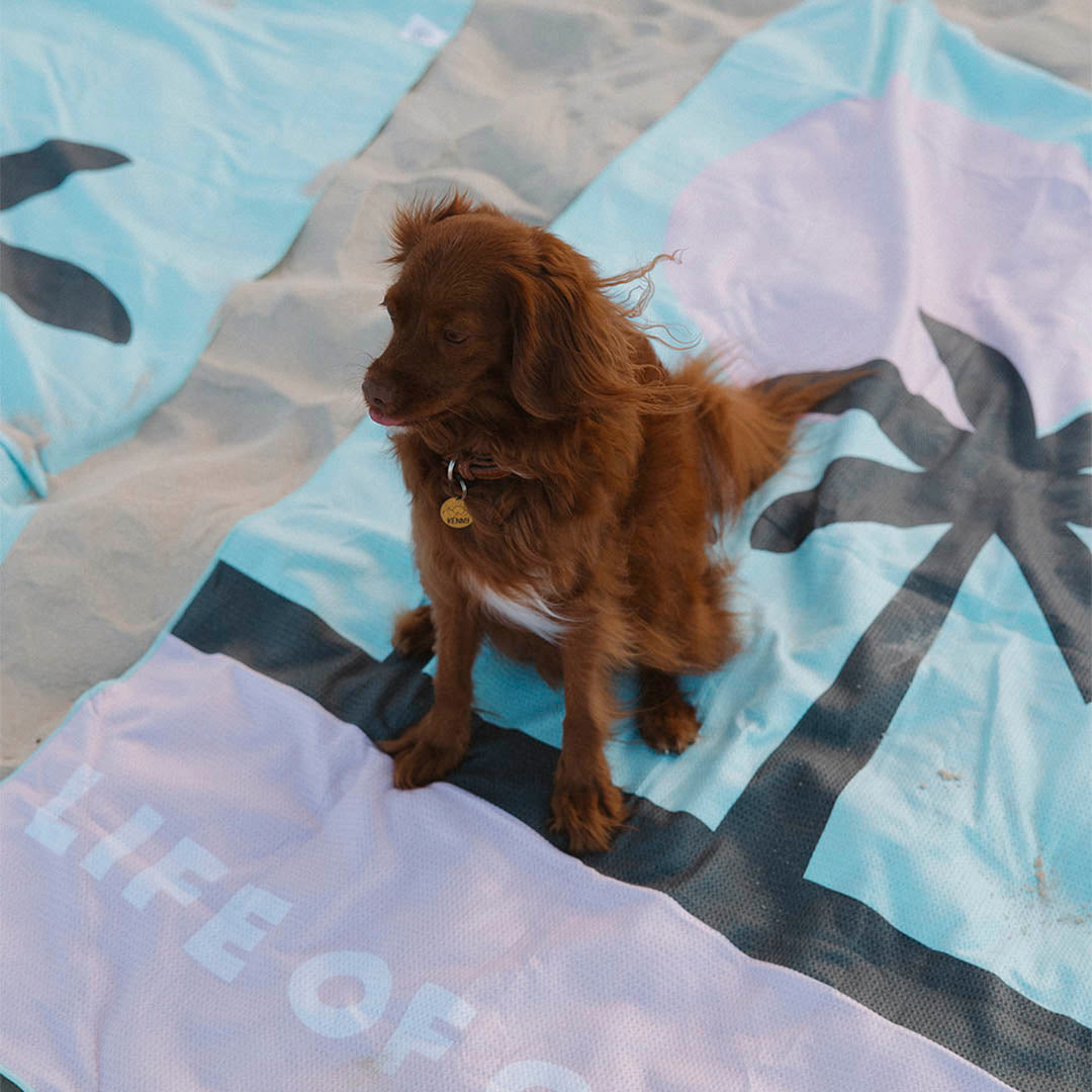 Dog on Miami Palm Trees Sand Free Beach Towel